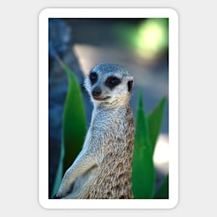 Hello I'm A Meerkat Sticker